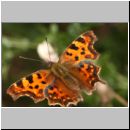 Polygonia C-Album - C-Falter 06.jpg